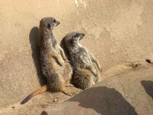 meerkat nature pets