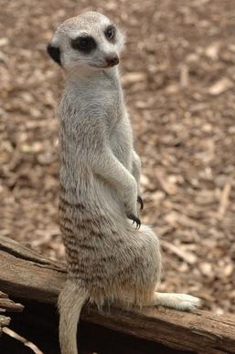 meerkat standing animal