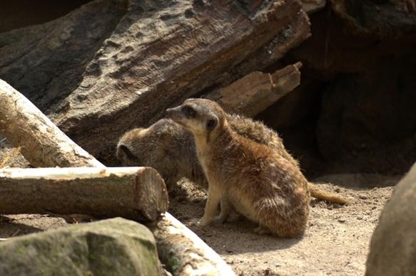 meerkat zoo pets