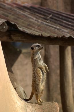 meerkat zoo pets