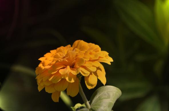 mellow yellow flower