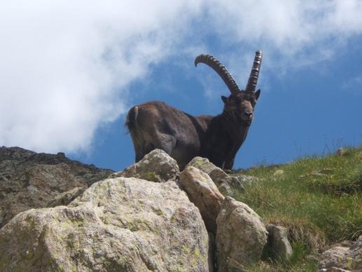 mercantour ibex