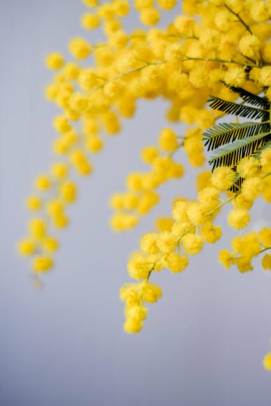 mimosa decoration picture elegant closeup
