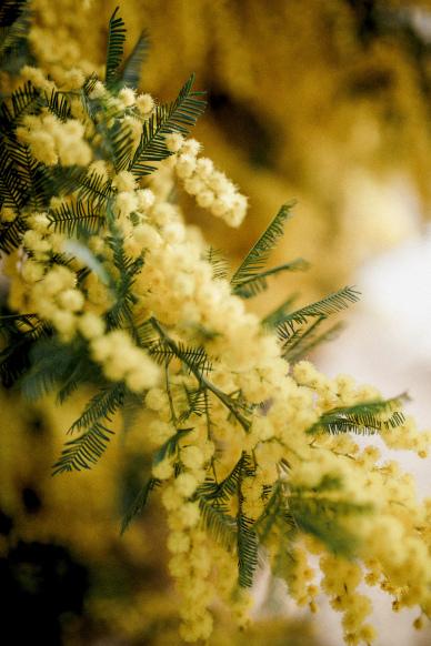 mimosa flowers backdrop picture blurred contrast closeup