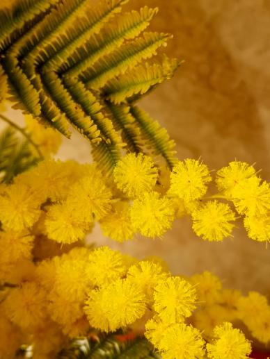 mimosa flowers picture elegant realistic