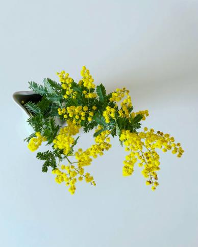mimosa houseplant picture elegant realistic 
