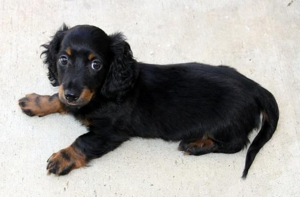 mini longhair dachshund