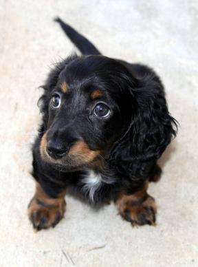 mini longhair dachshund puppy