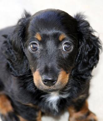 mini longhair dachshund puppy