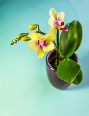 mini orchid