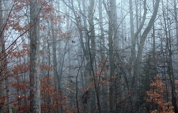 mist fog forest in winter