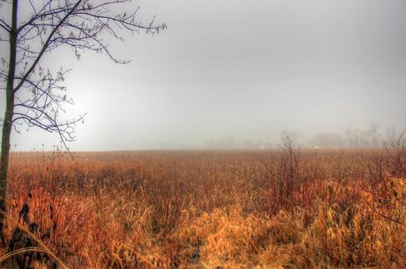 misty marsh in madison wisconsin