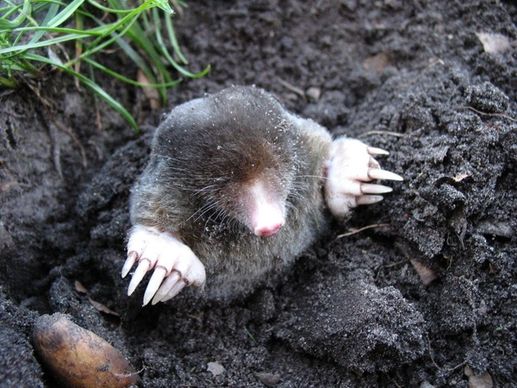 mole nature pets