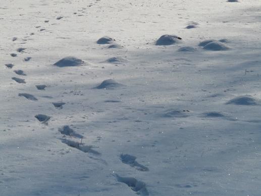 molehill footprint wintry