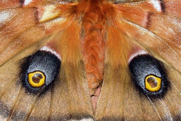 monarch butterfly eyes
