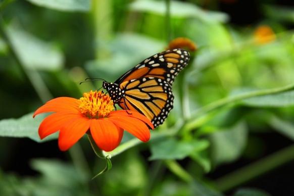 monarch butterfly feeding
