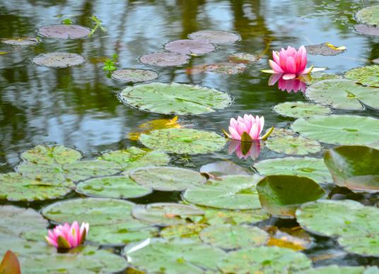 monets water lily garden