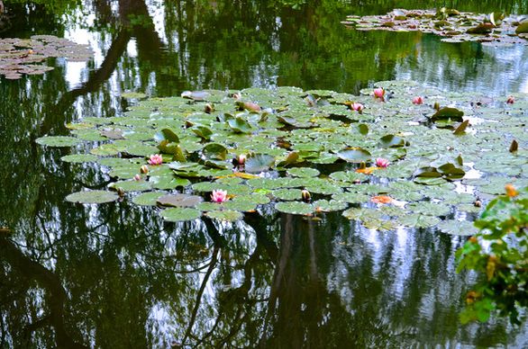 monets water lily garden