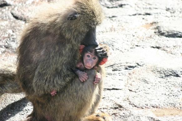 monkey animal parent-child