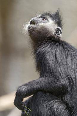 monkey looking upwards