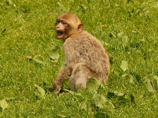 monkey mountain monkey salem