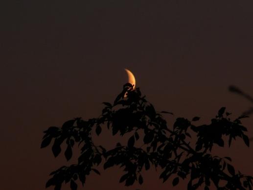 moon and a tree branch