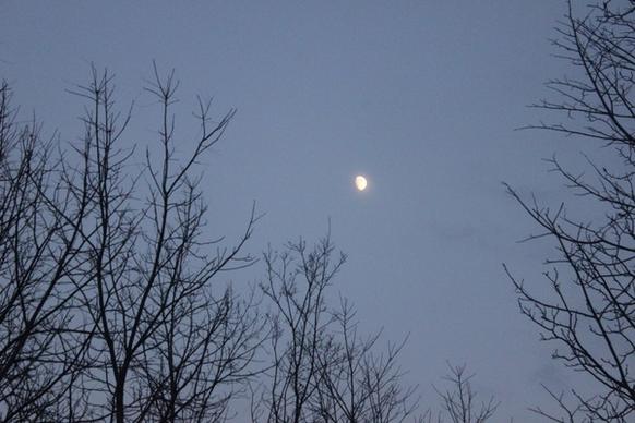 moon between trees in blue mound state park wisconsin
