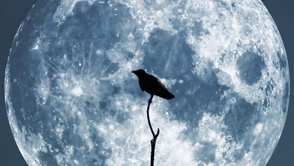 moon crow sky