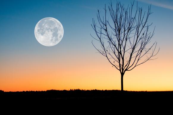 moonlight scenery picture elegant silhouette moon tree