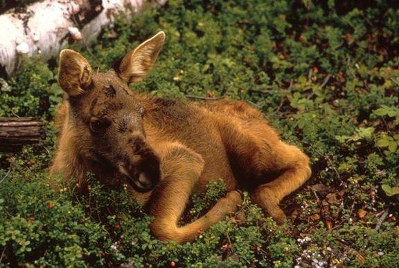 moose calf young