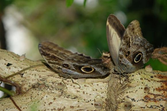 morpho peleides butterflies animal