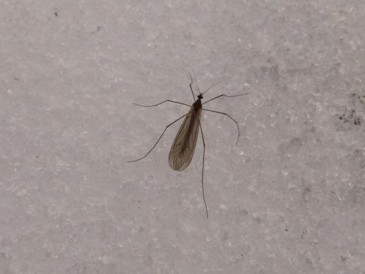 mosquito insect snow