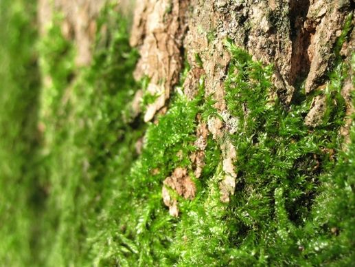 moss bark green