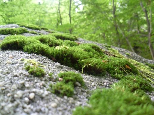 moss nature forest