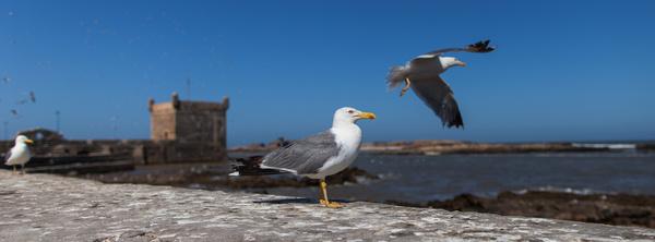 mouettes seagulls