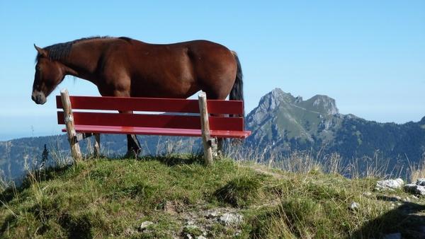 mountains bank horse