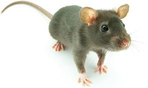 mouse picture 2