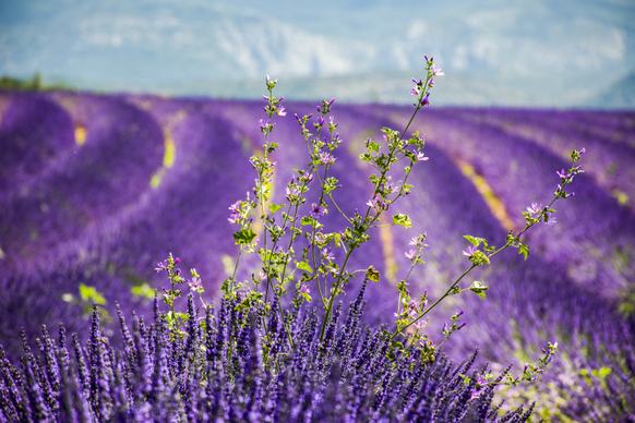moustiers sainte marie lavender field picture elegant purple