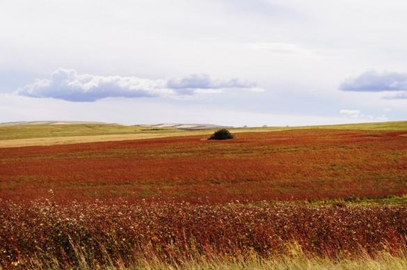 multicolored field