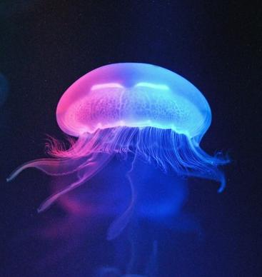multicolored jellyfish