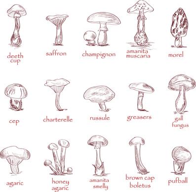 mushroom collection set