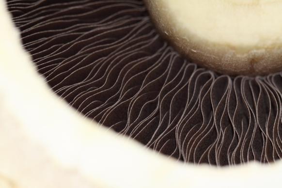 mushroom food white