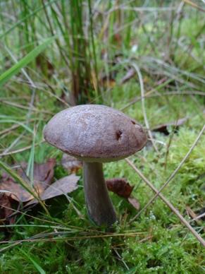 mushroom forest grass