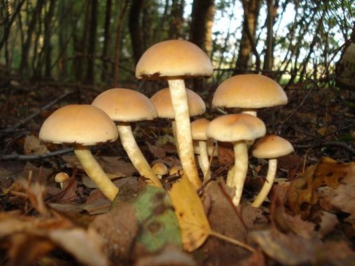 mushroom nature autumn