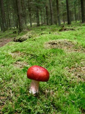 mushroom pine wood moss