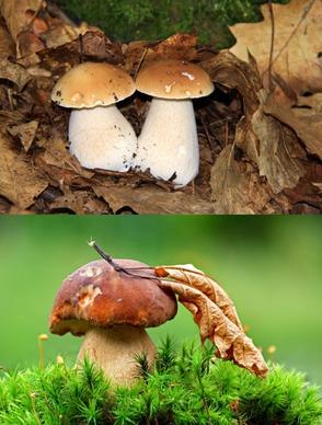 mushrooms hd picture 3