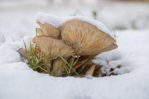 mushrooms in the snow