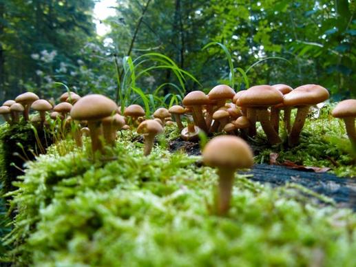 mushrooms nature autumn
