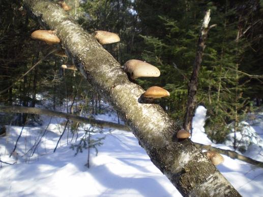 mushrooms on a branch