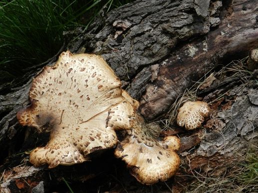 mushrooms on maple